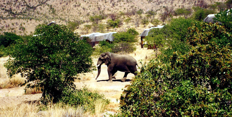 Wildlife at Huab Lodge